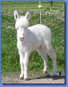 Ass-Pirin Acres Jyl