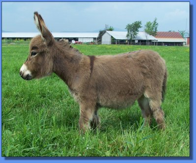 Ass-Pirin Acres Janiya