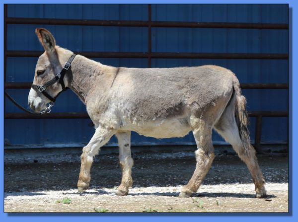 Ass-Pirin Acres Peponita