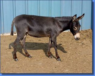 HA Becky - Lot 3