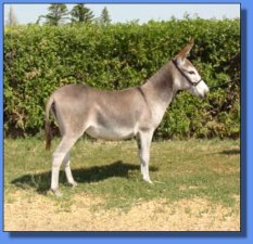 Shawmar's Bordeaux