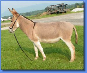 Lot #1 ~ Sharmar Chablis of Ass-Pirin Acres