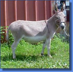 Hotsy Totsy - Lot 1