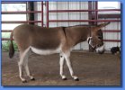 Ass-Pirin Acres Jolena
