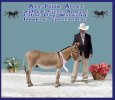 My World Poncho Via - Reserve Best  of Breed