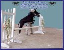 Circle C Motown's Secret - 3rd Coon Jumping