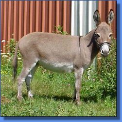 Show Baby - Lot 14