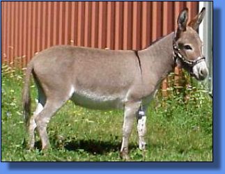 Show Baby - Lot 14