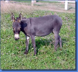HA Stefanie - Lot 15