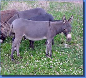 HA Becky - Lot 3
